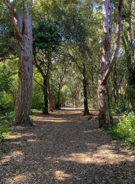 Allee mit viel Holz und Natur