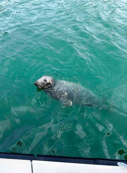 Seerobbe bei Schiffrundfahrt
